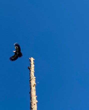 tree trunk with removed branches