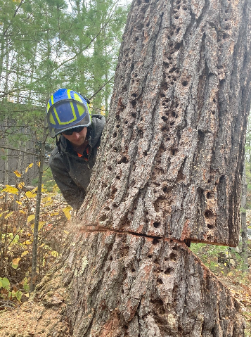 tree removal in northern minnesota