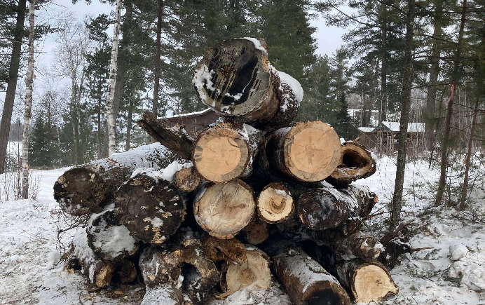 cut down trees stacked in the snow