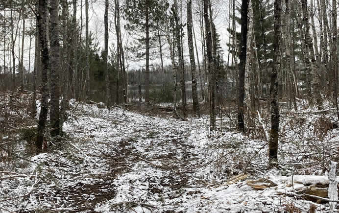 Balsam Fir in the woods