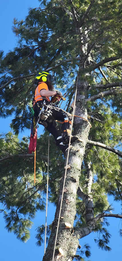 cutting down a very large tree